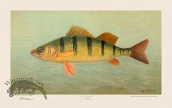 Yellow Perch